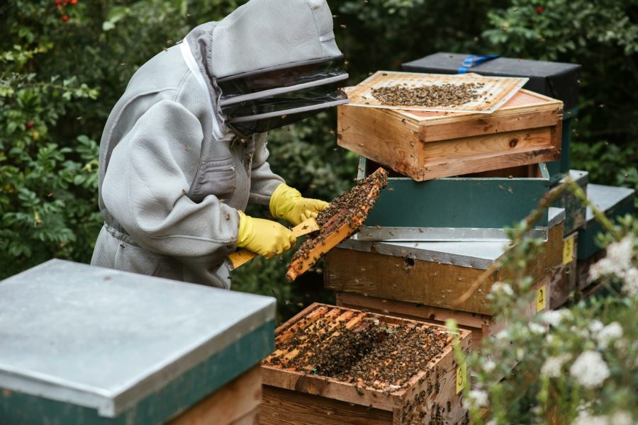 Skansen pszczelarski w Swarzędzu: odkryj tajemnice pszczelarstwa
